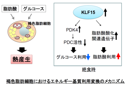 褐色脂肪組織の熱産生におけるエネルギー基質利用調節に関する研究